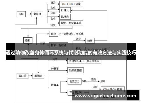 通过瑜伽改善身体循环系统与代谢功能的有效方法与实践技巧
